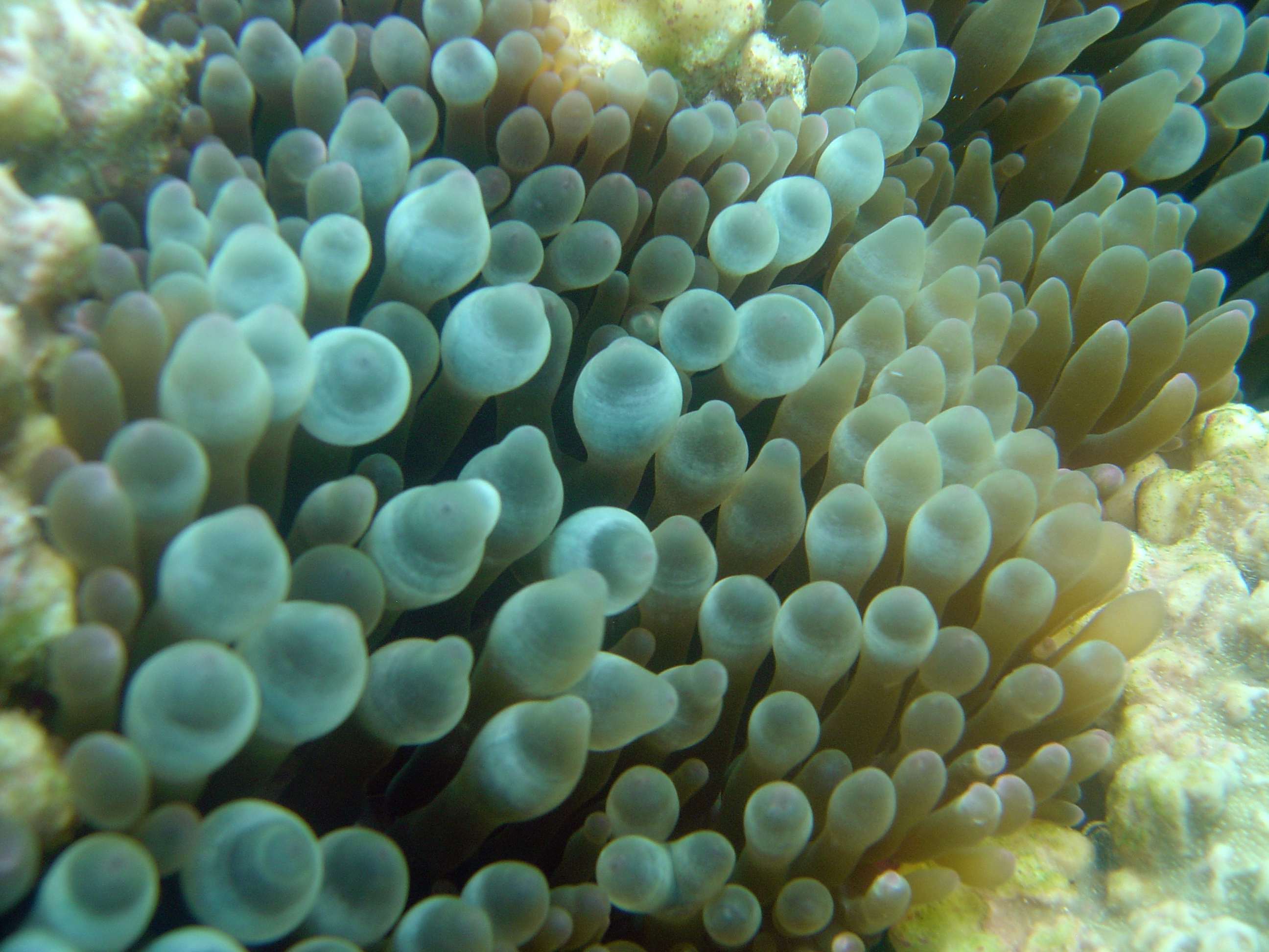 Sea anemone (Chondylactus sp