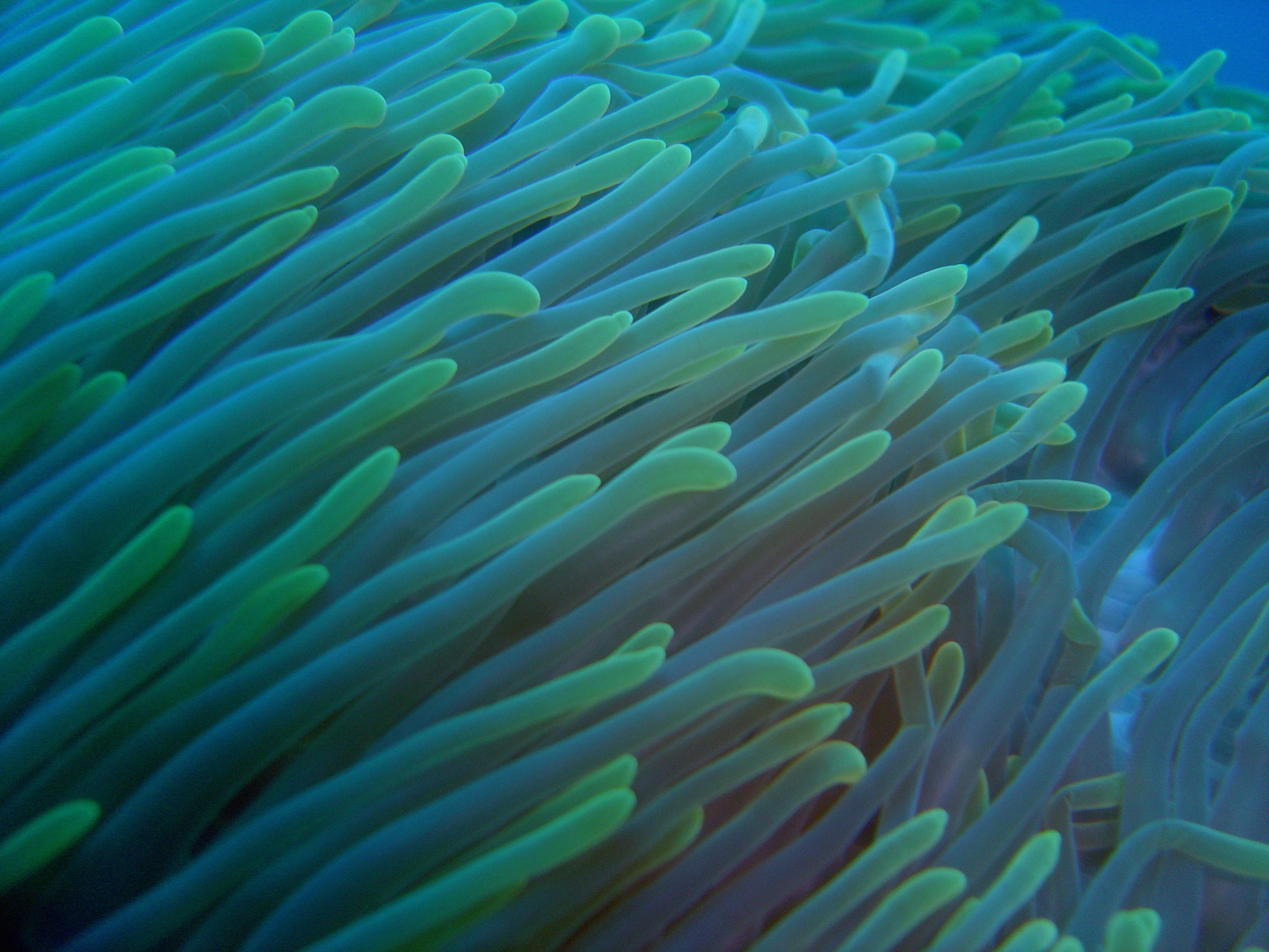 Sea anemone