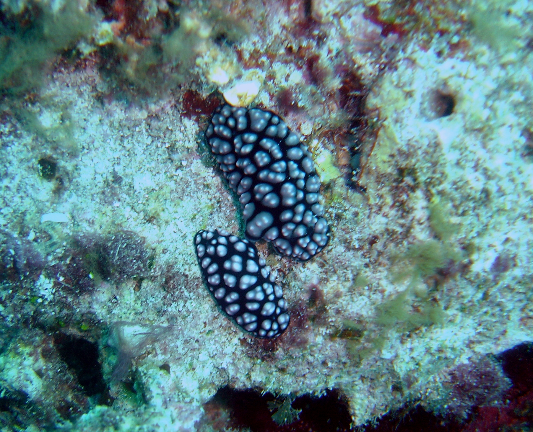 Two nudibranchs (Phyllidiella pustulosa)