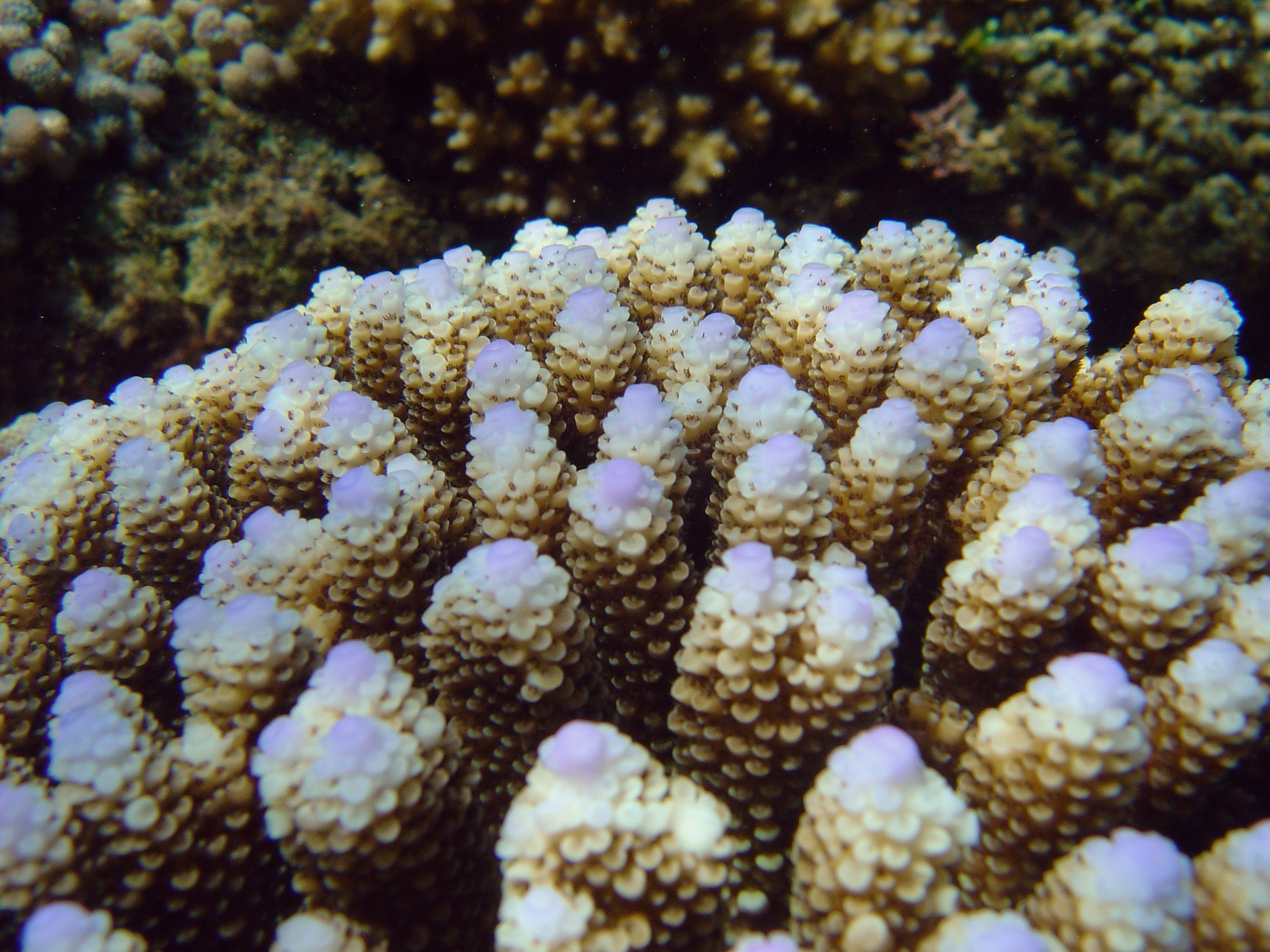 Coral (Acropora sp
