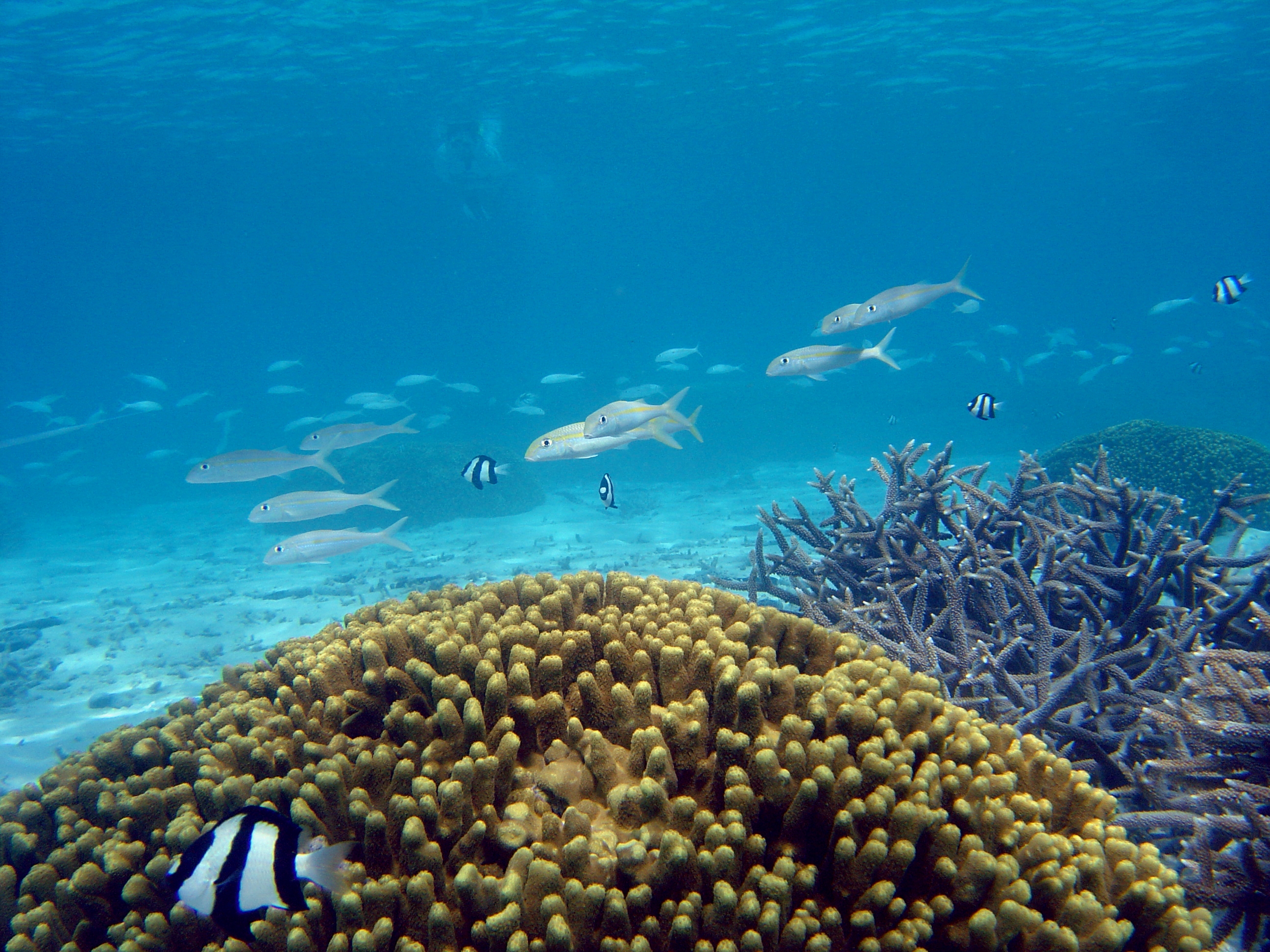 Reef scene with school of goatfish (Mulloidicthys sp