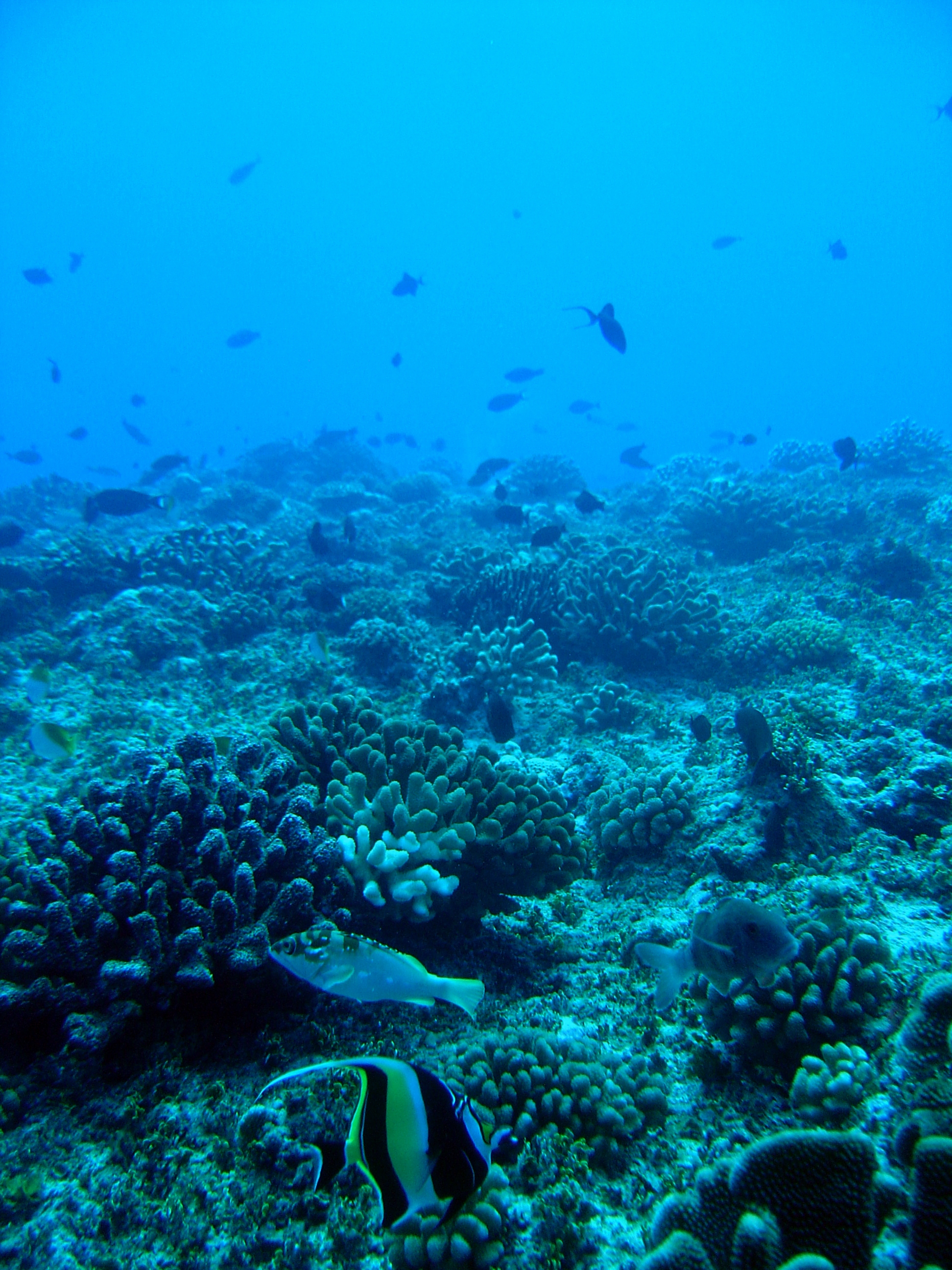 Moorish idol (Zanclus cornutus)  in foreground