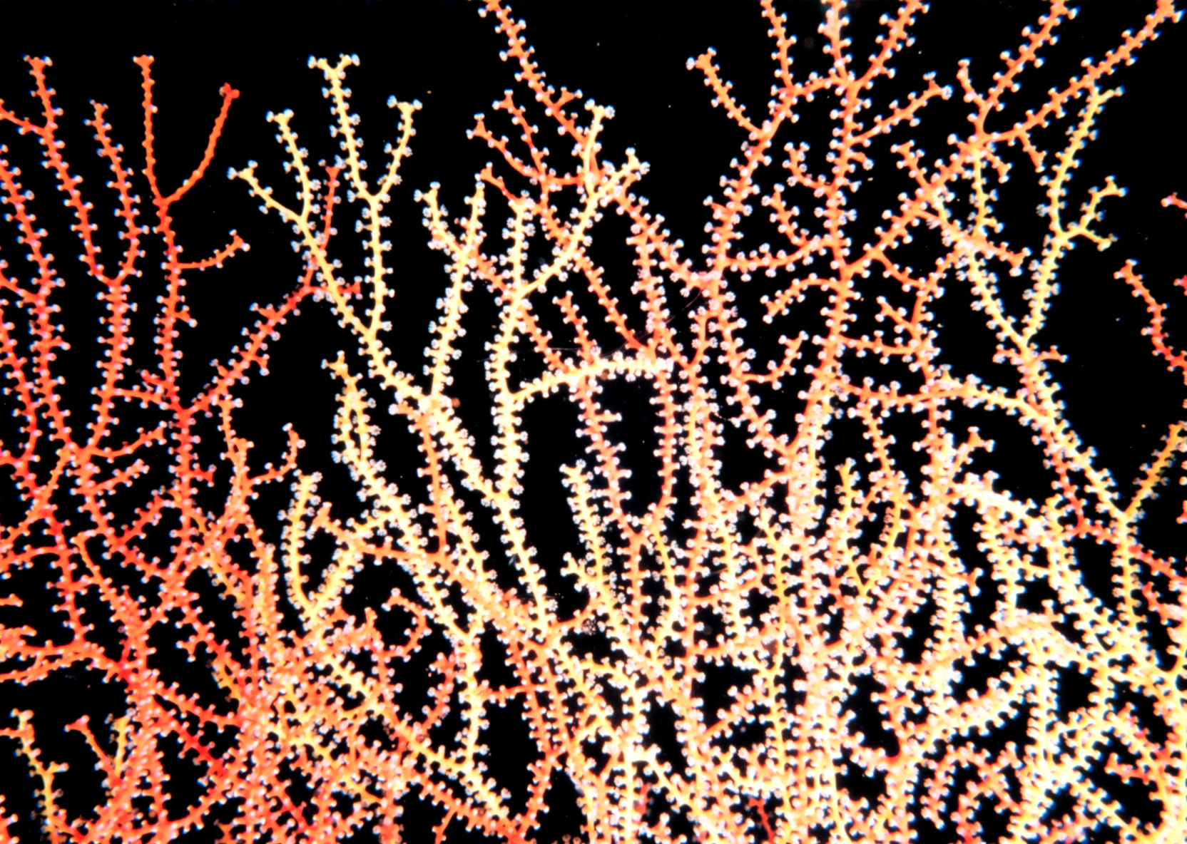 Isidae reef2092.jpg | National Oceanic and Atmospheric Administration