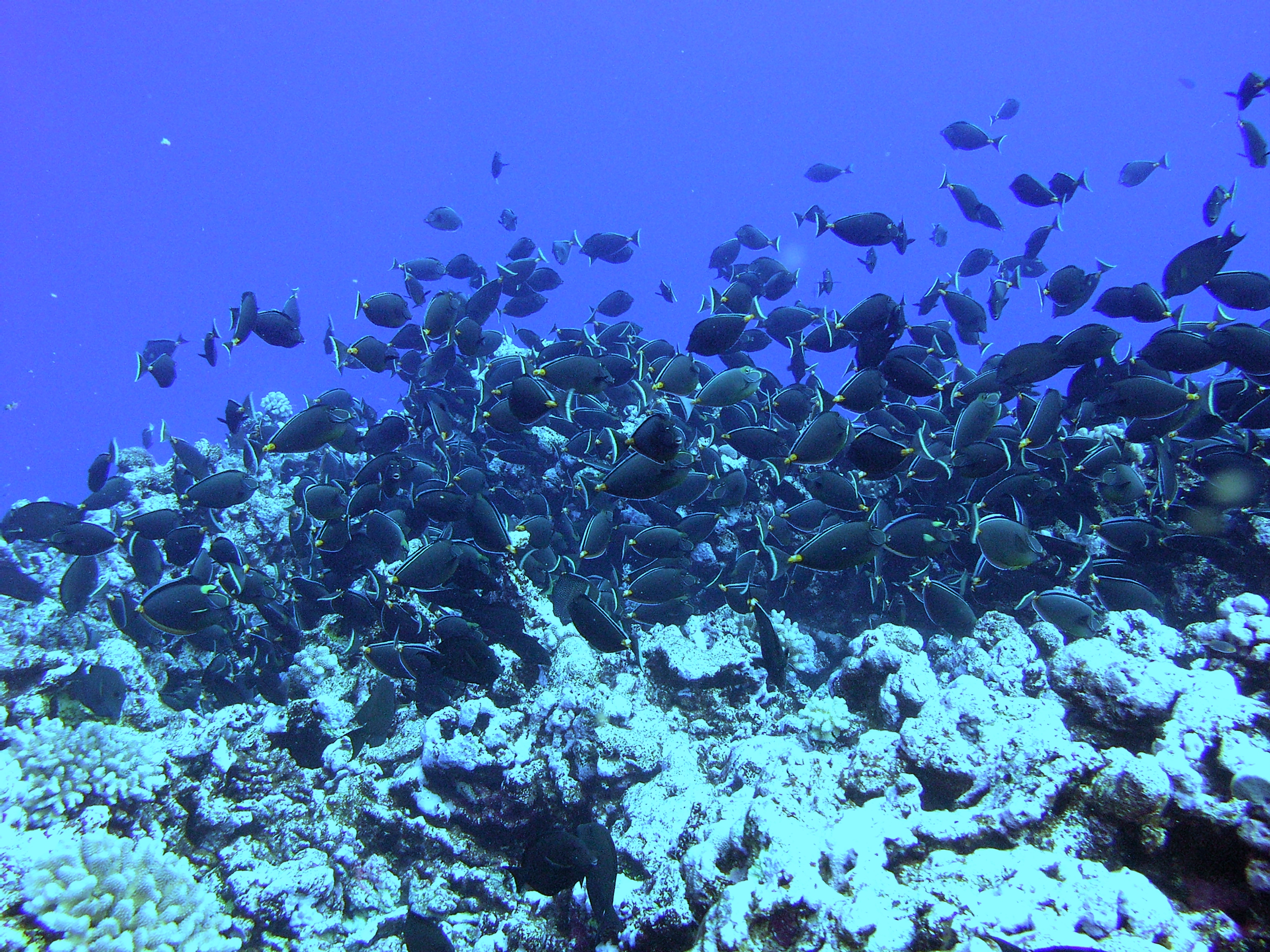 A school of surgeonfish