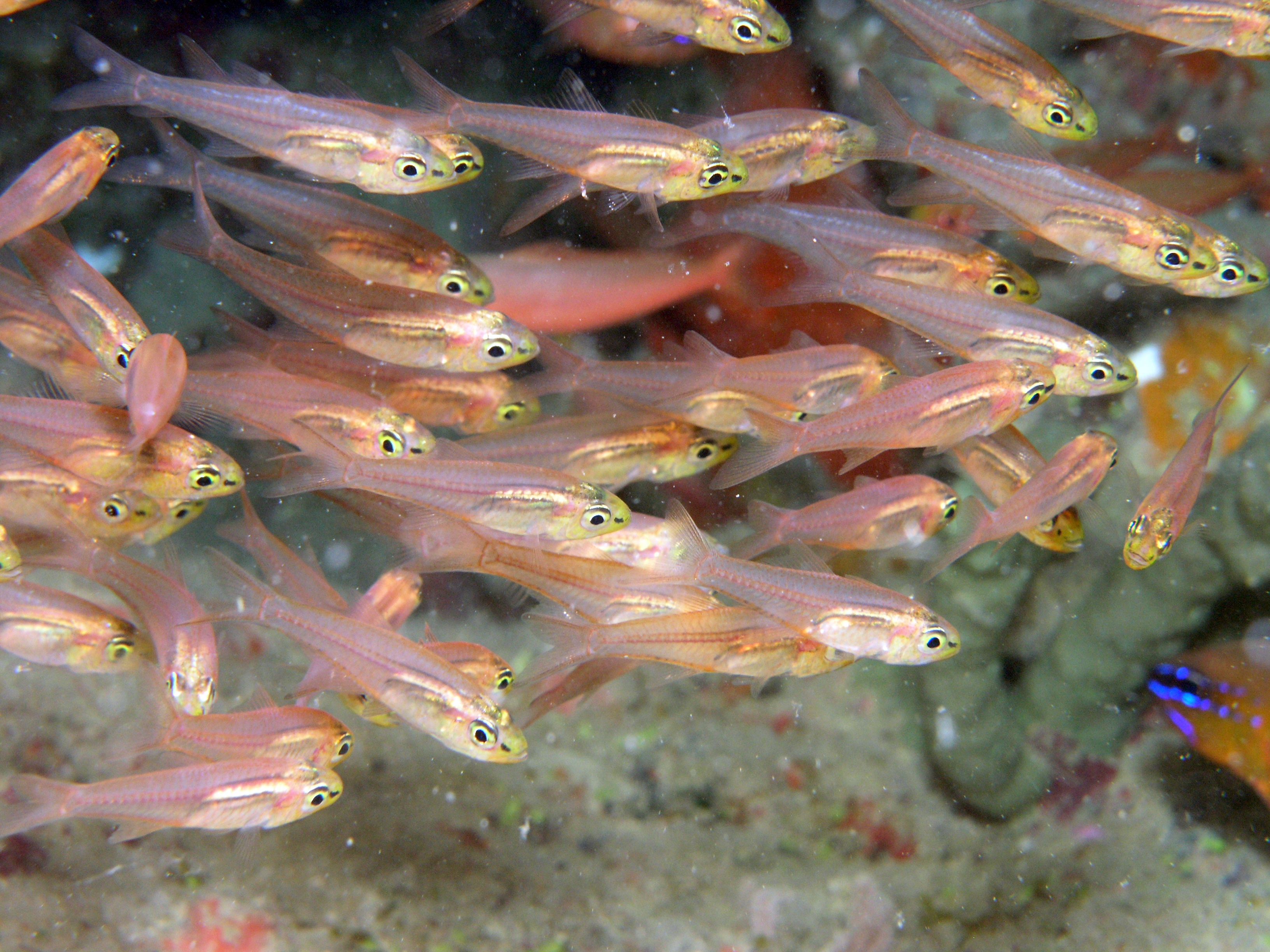 reef4427.jpg | National Oceanic and Atmospheric Administration