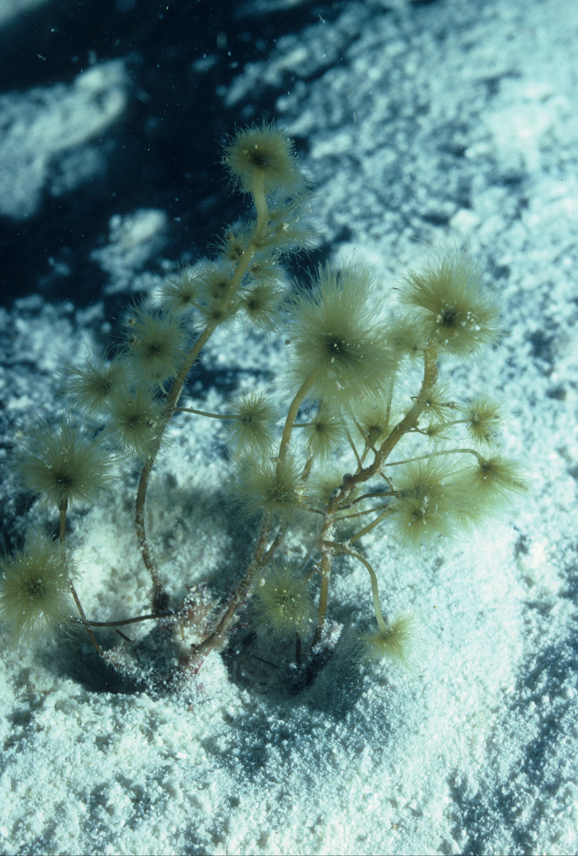 Sporochnus at 20 meters depth in channel