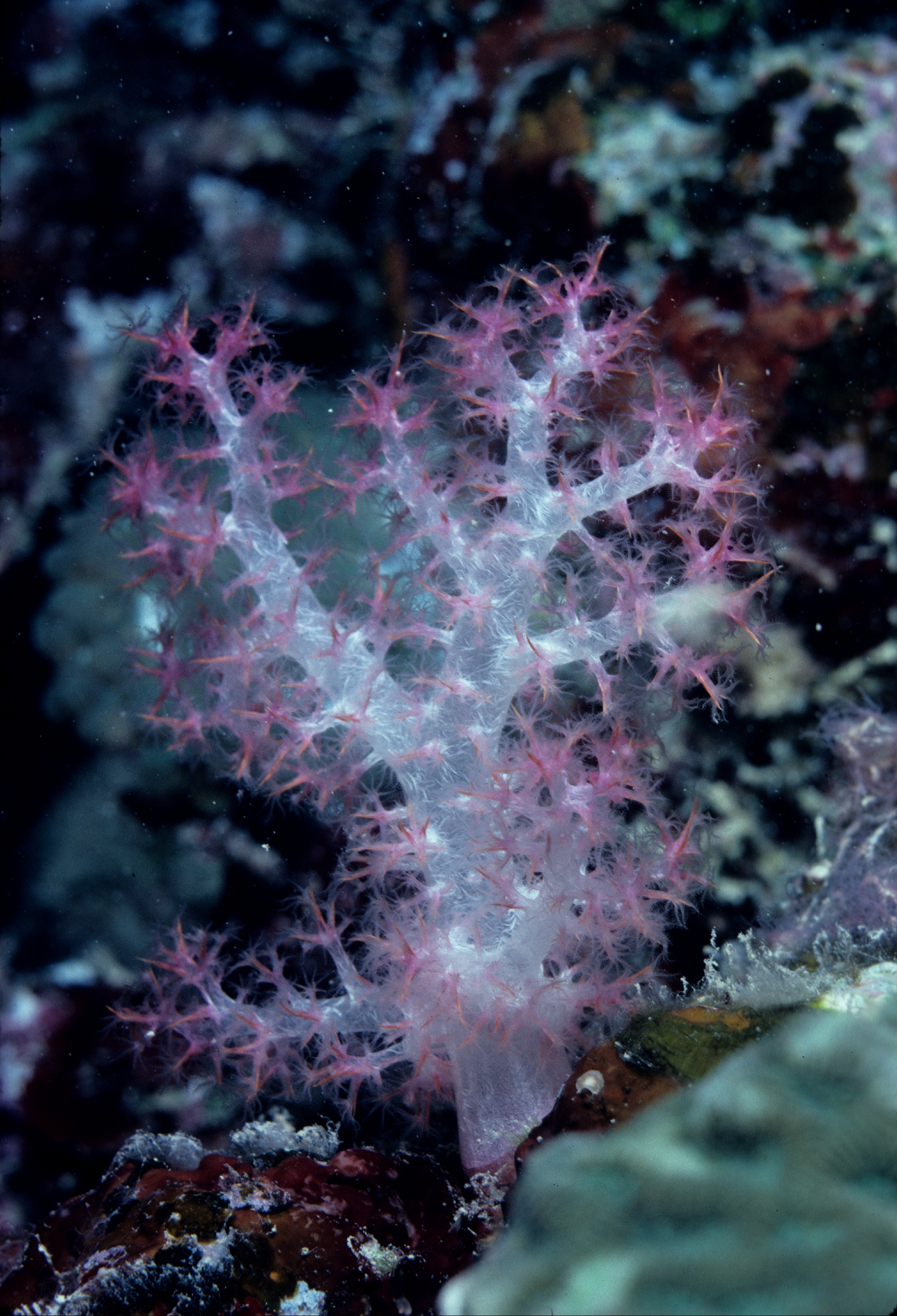 Gorgonian ? at 7 meters depth