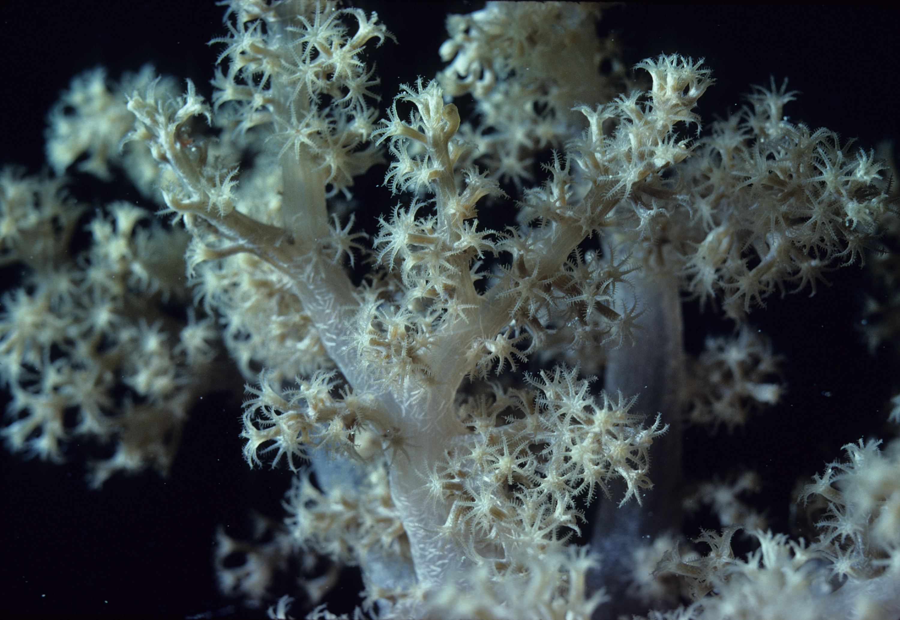 Gorgonian (?) at night at 8 meters depth