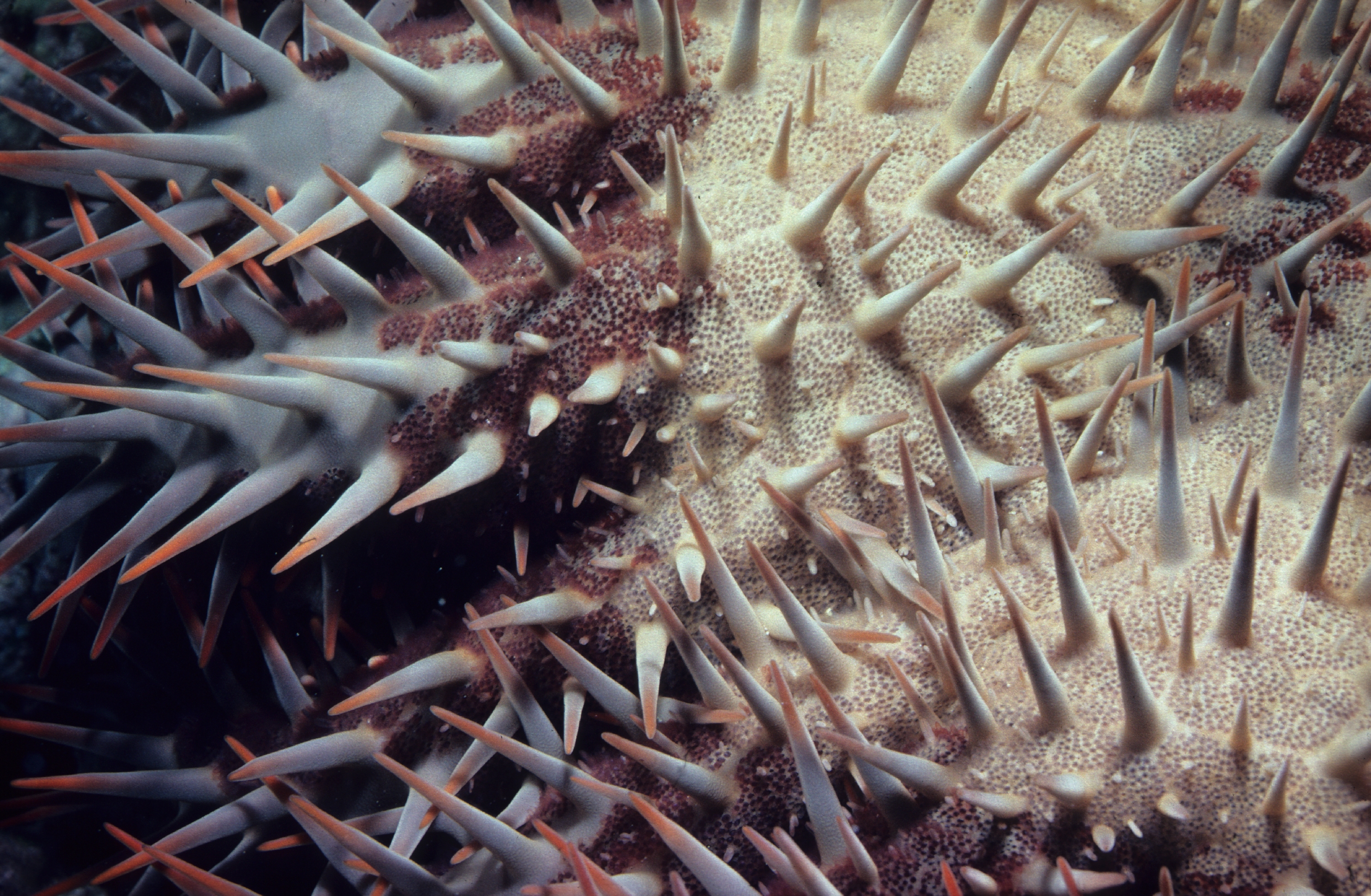 Crown of thorns (Acanthaster planci) at 1 meter depth