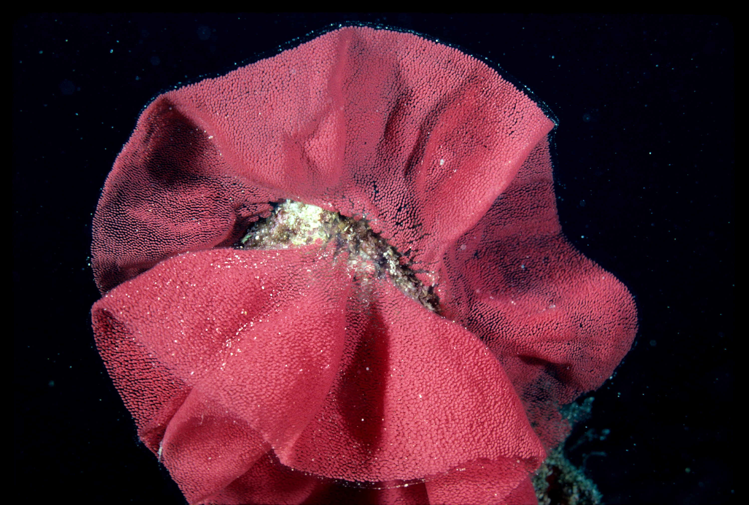 Egg mass at 16 meters depth