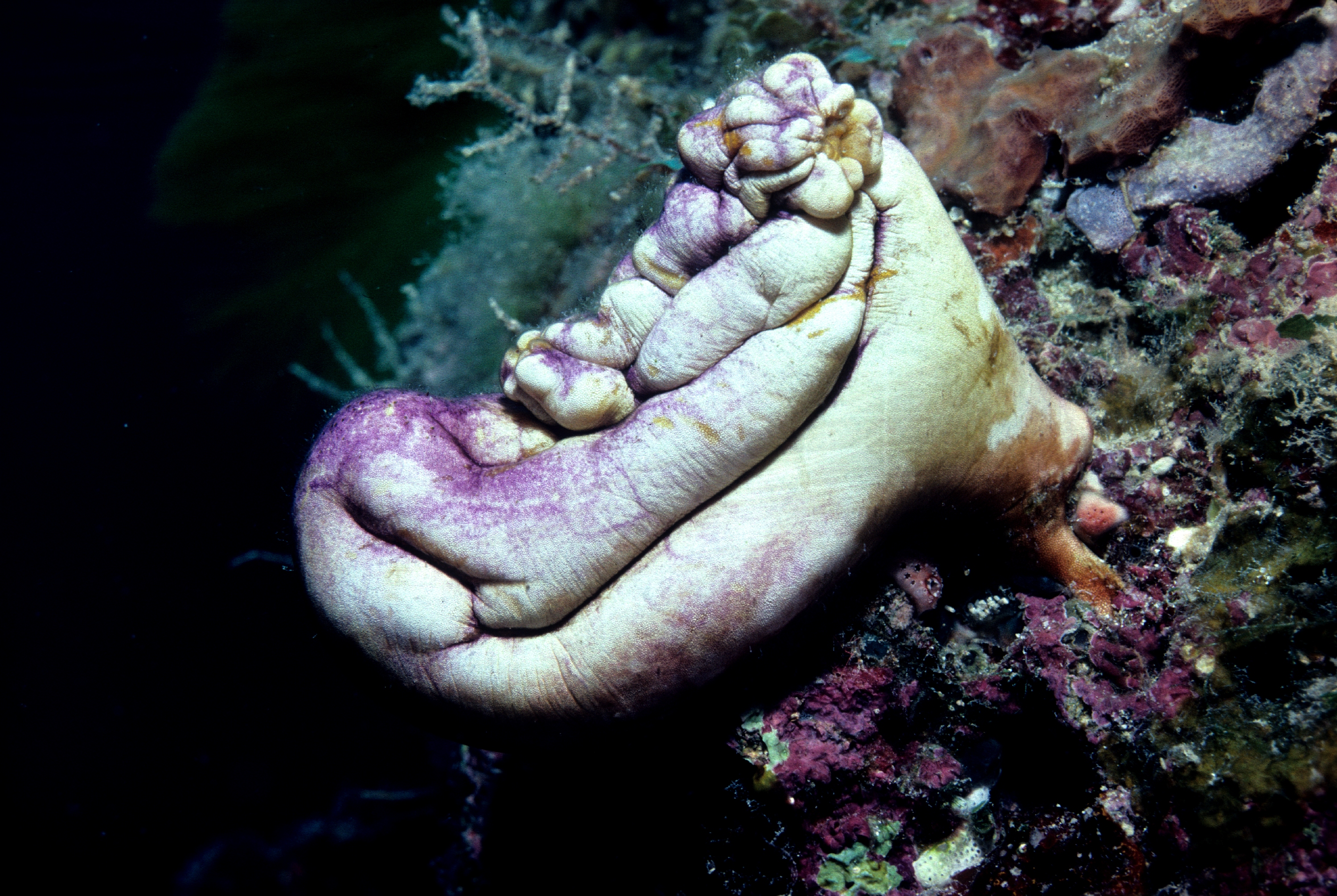 Polycarpa aurata20m depth