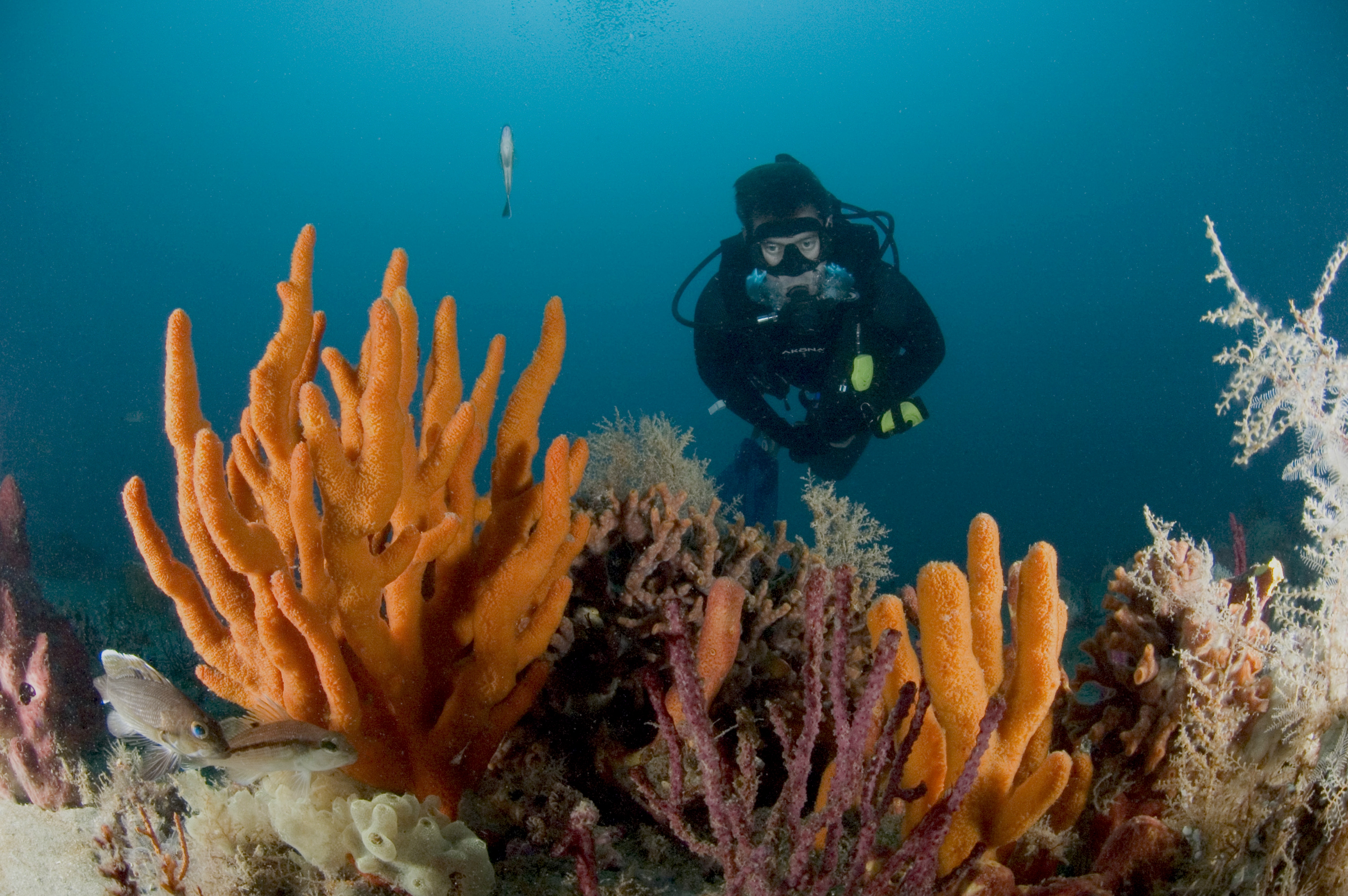 sanc0534.jpg | National Oceanic and Atmospheric Administration