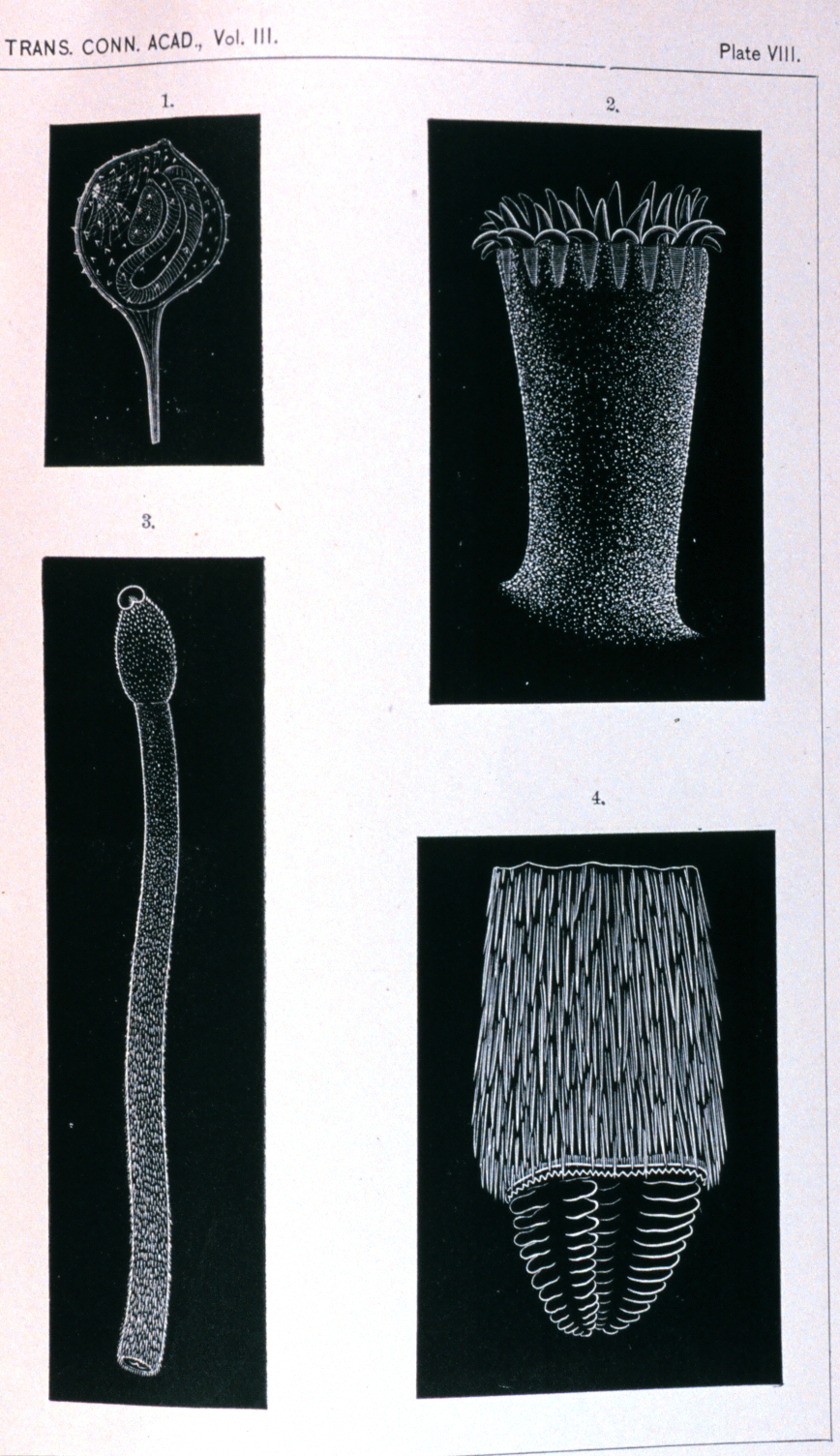 Results of first deepsea dredging cruise conducted by the Commissioner ofFisheries off the Coast Survey Steamer A