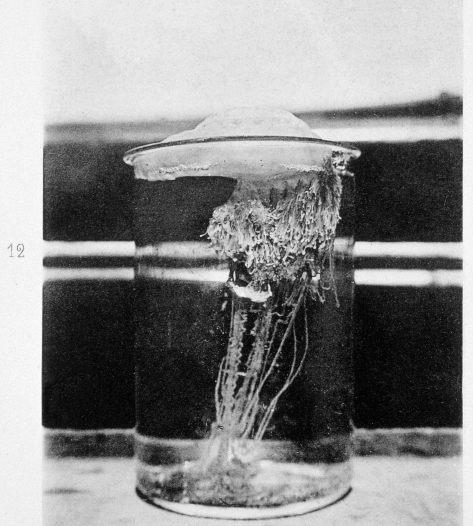 A beautiful physalia in a glass sample jar