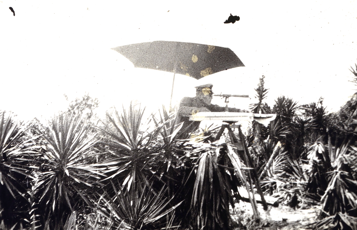 Topo work among the Spanish bayonet