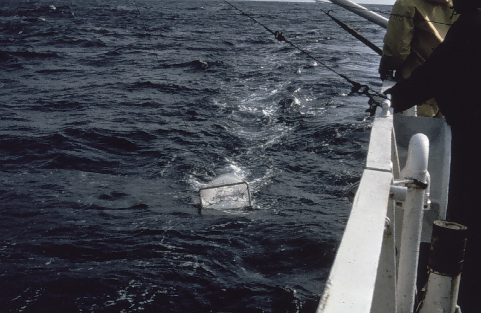 Neuston tow for surface biological sampling