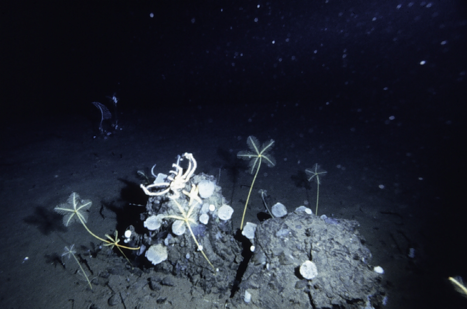 A bottom photograph showing flower-like crinoid stalks