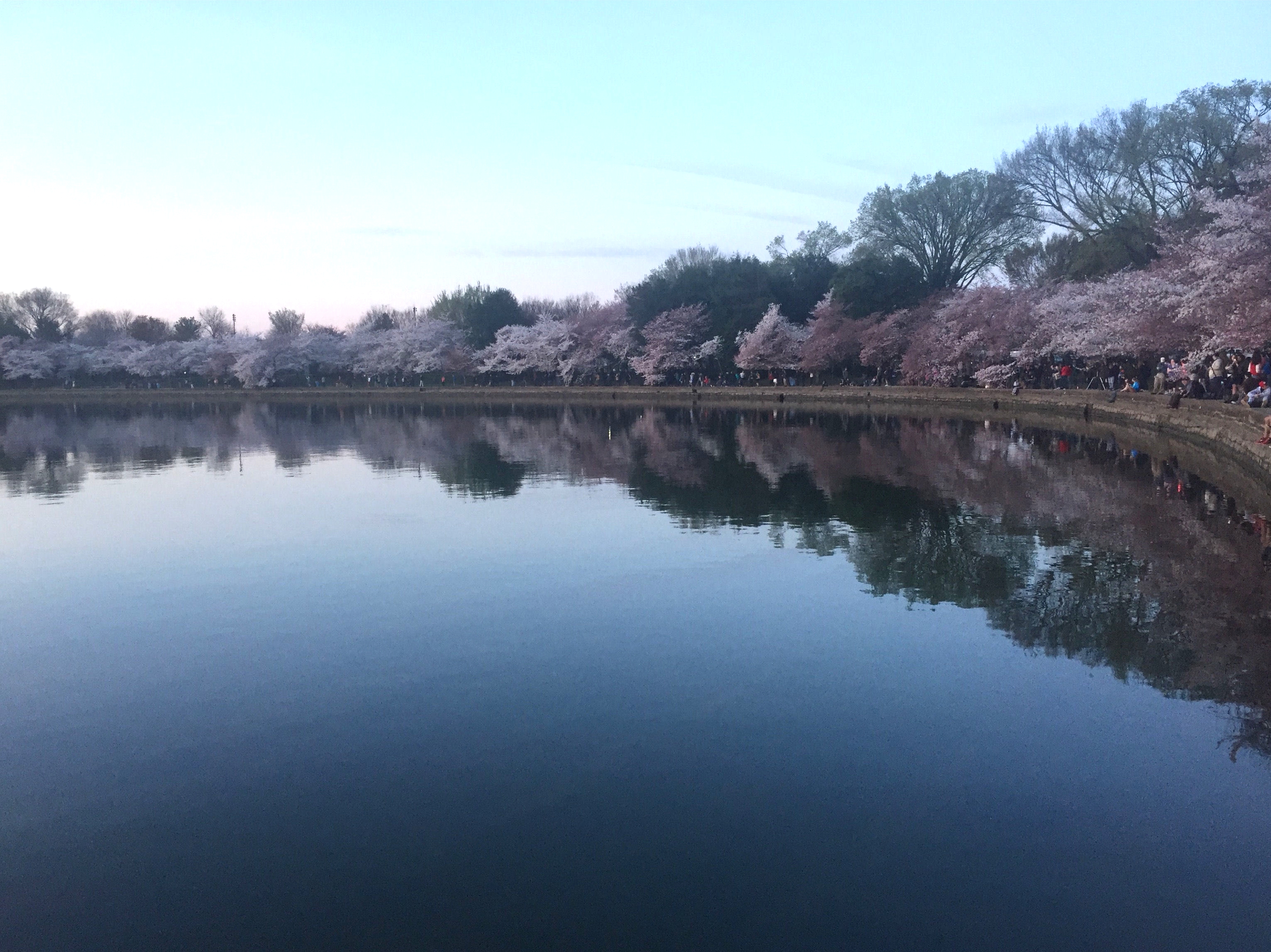 Cherry Blossom Festival at the Tidal Basin