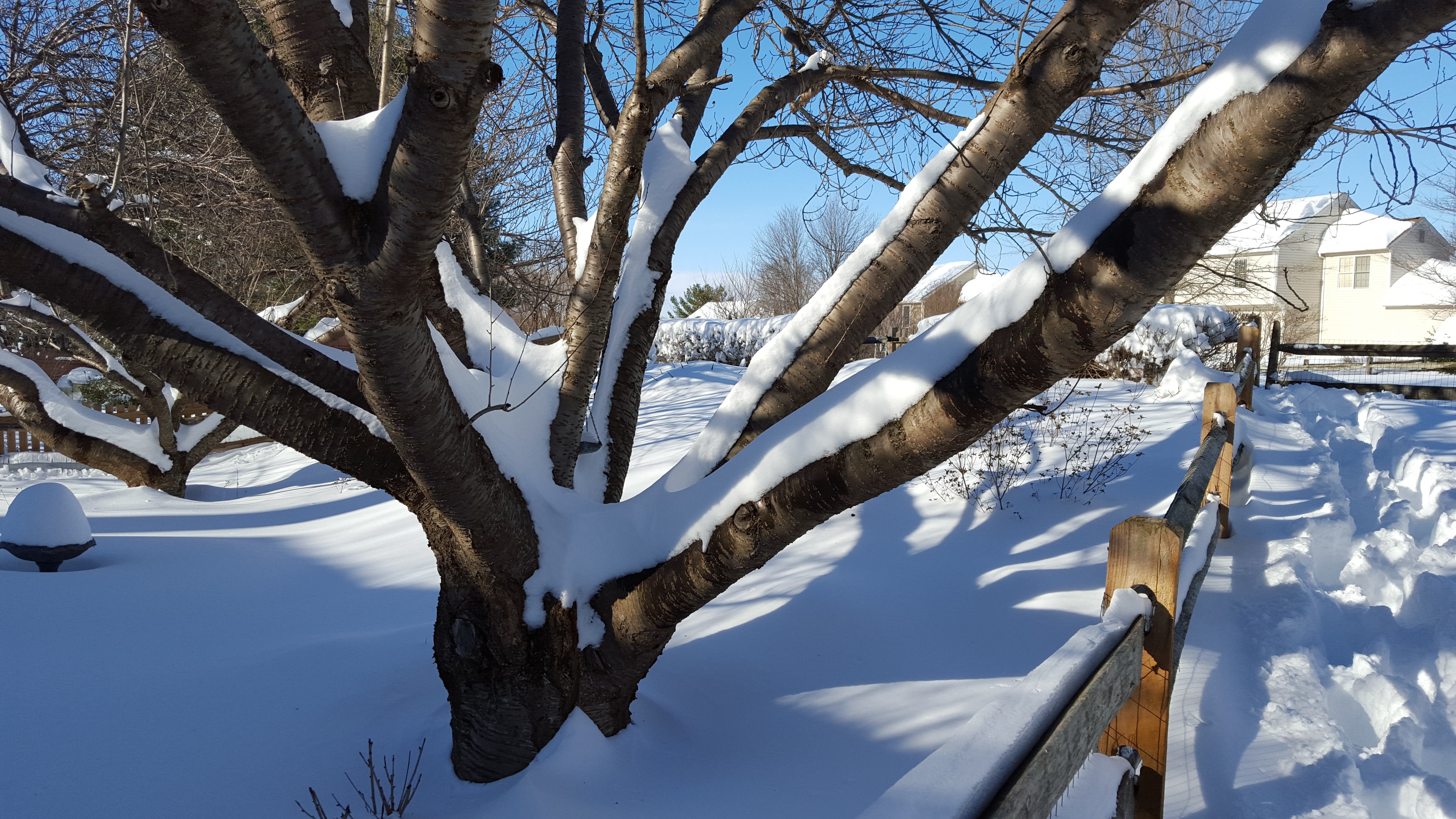 Snow following the contours of a tree