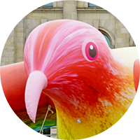 Portrait of the Love Dove