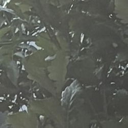 Large