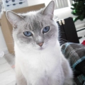 Lyla