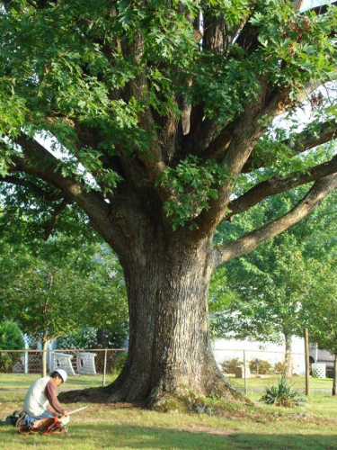 Whitfield Tree Service Logo