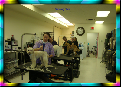 Dogs With Style Image