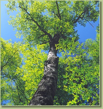 Timmerman&apos;s Rapid Tree Services Logo