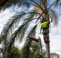 Hernandez Tree Services Riverside Palm Care &amp; Demolition Logo
