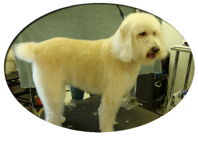 Dogs With Style Image