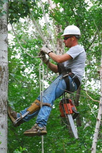 Premiere Tree Services of Raleigh Logo