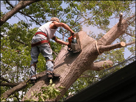 Angelo Tree Experts Logo