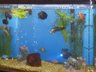 Tropical Fish House &amp; Pets Logo