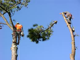 Green Thumb Tree Care Walnut Creek Logo