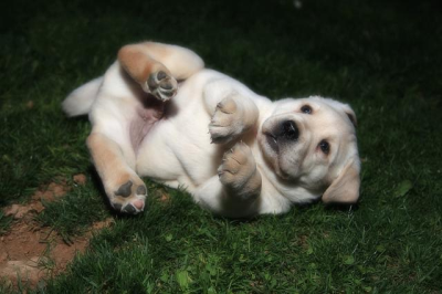 Bonsell Lawn Care Logo