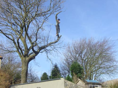 Tip Top Tree Service Logo