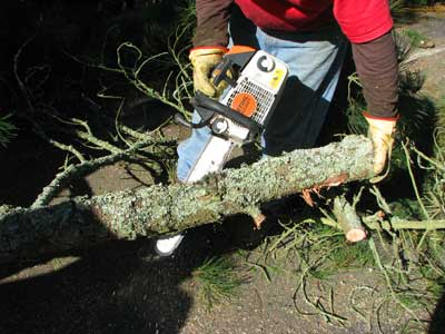 Coastal Tree Service Logo