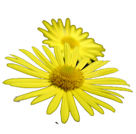 Janitorial Services Northwest Logo