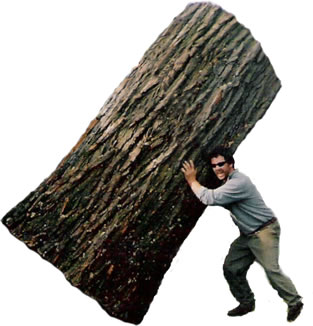 Erickson Quality Tree Works - San Mateo Logo