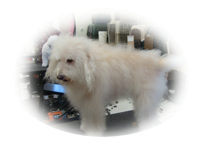 Dogs With Style Logo