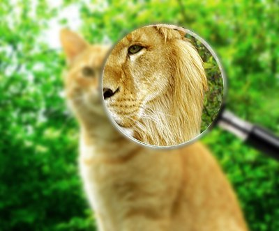 All City Window Cleaning Logo