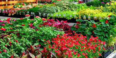 Marchetti and Thompson Buds and Blooms Logo