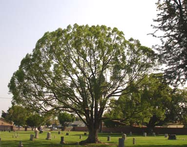 Home and Garden Tree Service Logo