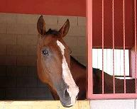 Playmate Kennels and Stables Image