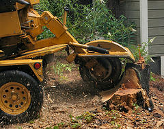 Premiere Tree Services of Santa Cruz Logo