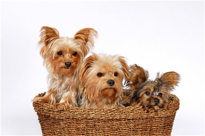 FurTheLoveOfYourPet Logo