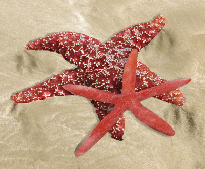 Life Coach Associates Logo