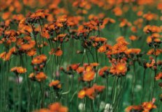 Orange Rozes Cleaning  inc. Logo