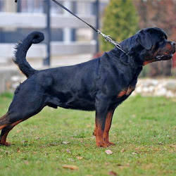 Sonoline Rottweilers Logo